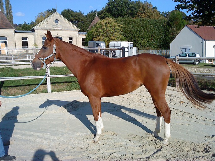 ODYSSEE DE MOLIENS Jument SFA de 8ans